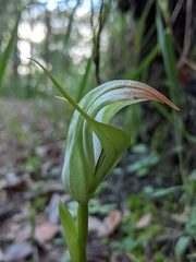 Pterostylis procera