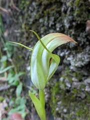 Pterostylis procera