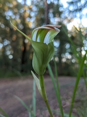 Pterostylis procera