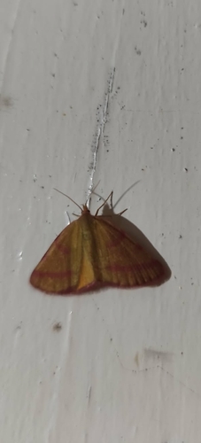 Purple-barred Yellow