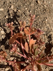Claytonia rubra