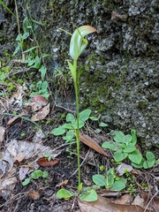 Pterostylis procera