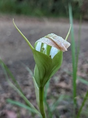 Pterostylis procera