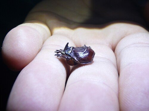 Iberian rhinoceros beetle