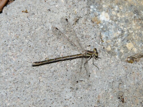 Migrant Spreadwing