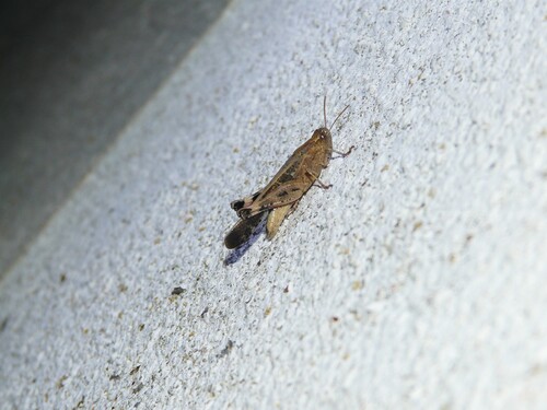 Broad Green-winged Grasshopper