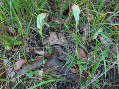 Pterostylis procera