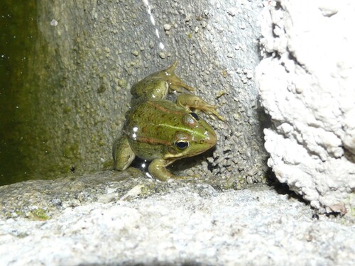 Iberian Green Frog