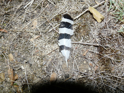 Common Hoopoe