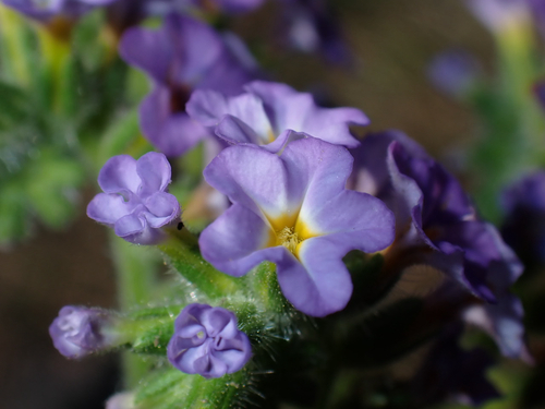 Heliotropium amplexicaule observed 2026-08-19