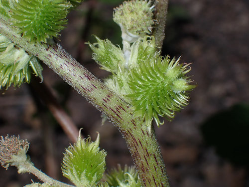 Xanthium strumarium observed 2026-08-19