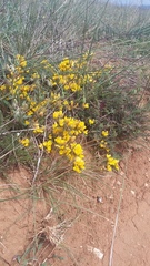 Genista albida