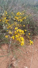 Genista albida