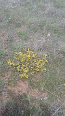 Genista albida