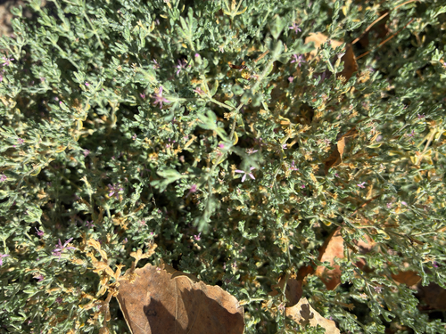 iNaturalist observation photo of Alkali Heath