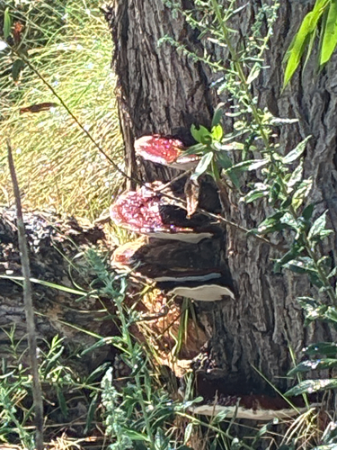 iNaturalist observation photo of Ganoderma sessile