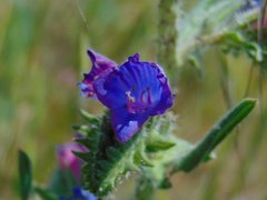 Echium vulgare pustulatum
