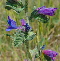Echium vulgare pustulatum