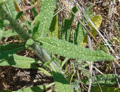 Echium vulgare pustulatum