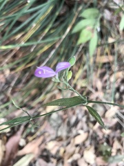 Hypoestes cumingiana