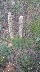 Asphodeline taurica