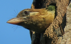 White-Cheeked Barbet photo 1