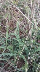 Takhtajaniantha crispa