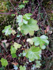 Tephroseris newcombei