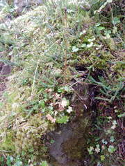 Tephroseris newcombei