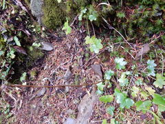 Tephroseris newcombei