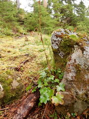 Tephroseris newcombei