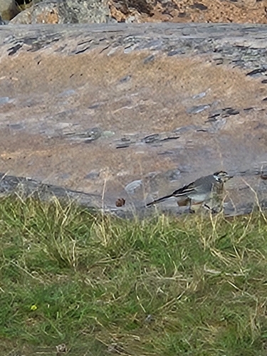 White Wagtail
