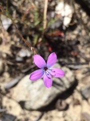 Gilia tenuiflora