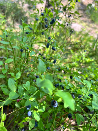common bilberry