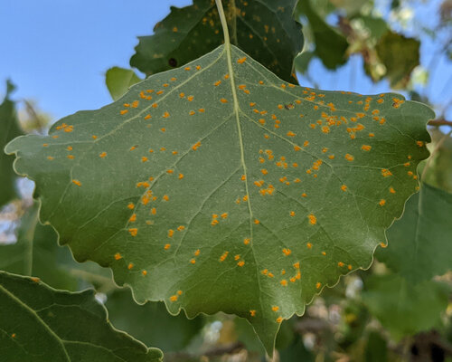 iNaturalist observation photo of Melampsora