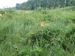 Kniphofia tysonii