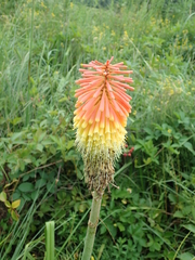 Kniphofia tysonii