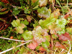 Tephroseris newcombei