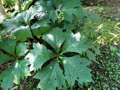 Rodgersia podophylla