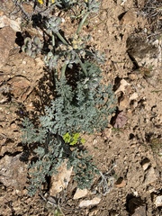 Lomatium mohavense