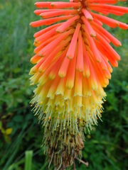 Kniphofia tysonii