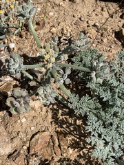 Lomatium mohavense