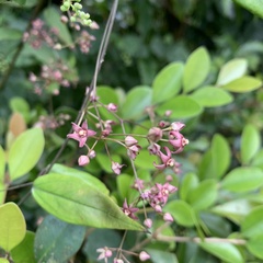 Vincetoxicum oshimae