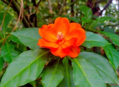 Leuenbergeria bleo