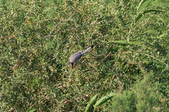 Hypocolius ampelinus