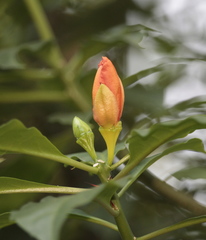 Leuenbergeria bleo