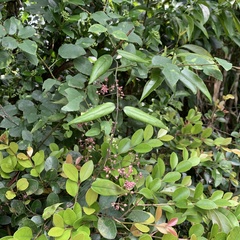 Vincetoxicum oshimae