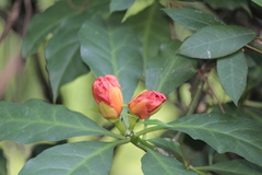 Leuenbergeria bleo