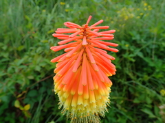 Kniphofia tysonii