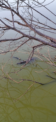 Spectacled Caiman